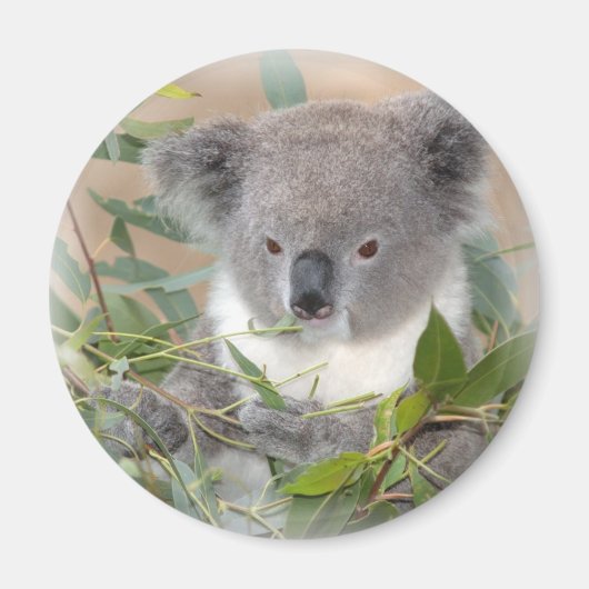 Koala Beer Magnet (Voorkant)