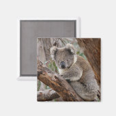 Koala Beer Magnet (Voorkant / Achterkant)
