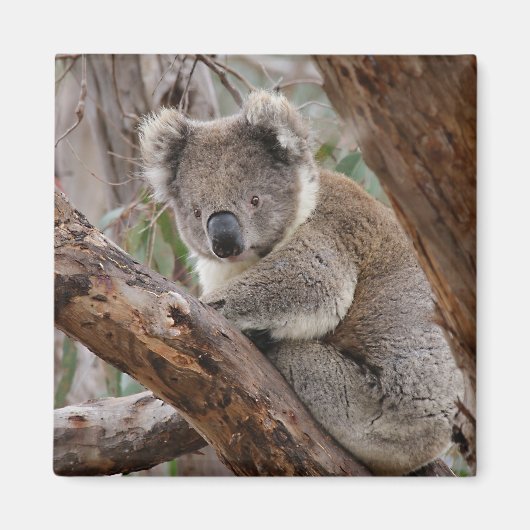 Koala Beer Magnet (Voorkant)