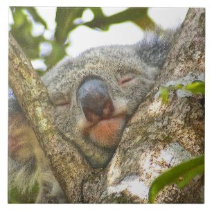 Koala Beer Napping Tegeltje
