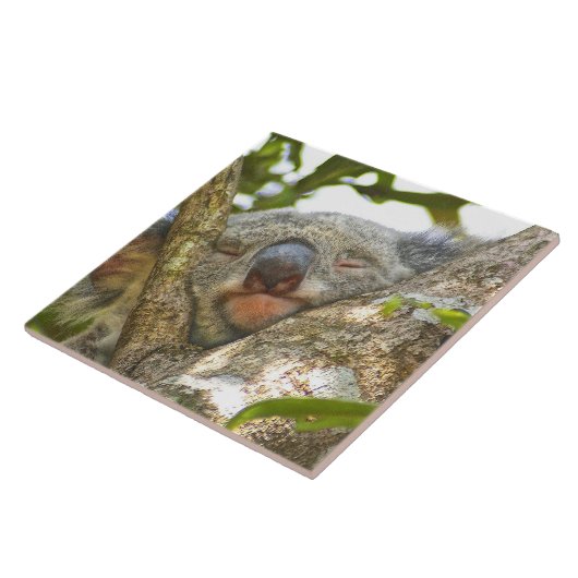 Koala Beer Napping Tegeltje (Zijkant)