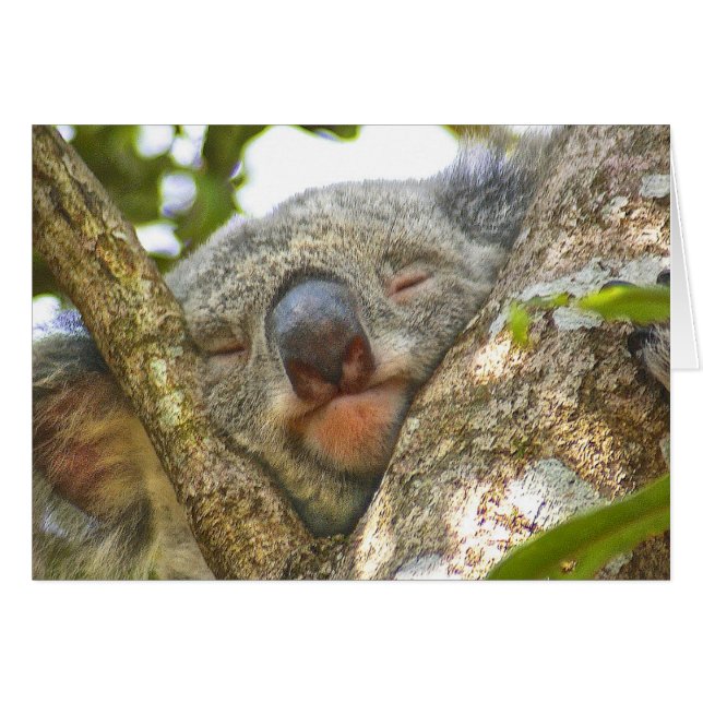 Koala Beer Notecard (Voorkant Horizontaal)