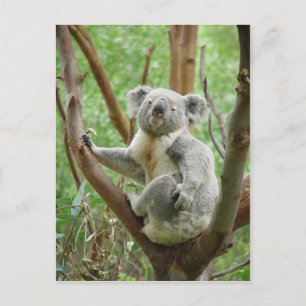Koala-Beer op de boom in de dierentuin Perth Briefkaart