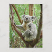 Koala-Beer op de boom in de dierentuin Perth Briefkaart (Voorkant)