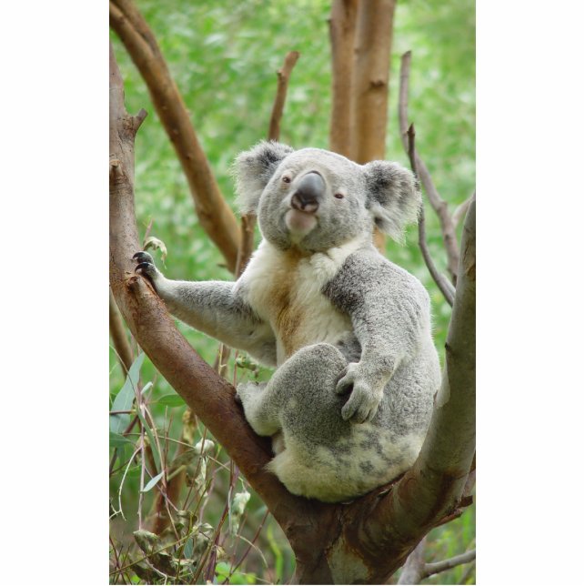 Koala-Beer op de boom in de dierentuin Perth Staand Fotobeeldje (Voorkant)