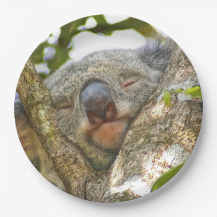 Koala Beer Paper Bord