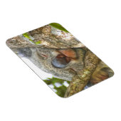 Koala Beer Photo Magnet Magneet (Rechterzijde)