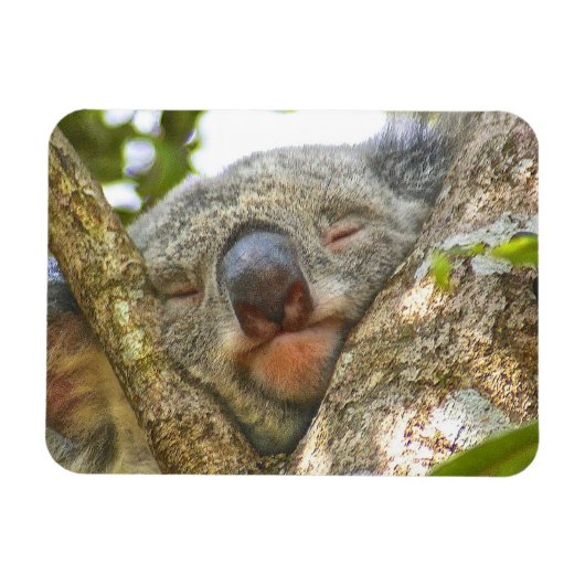 Koala Beer Photo Magnet Magneet (Horizontaal)