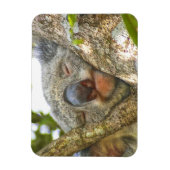 Koala Beer Photo Magnet Magneet (Verticaal)