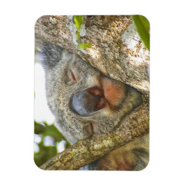 Koala Beer Photo Magnet Magneet