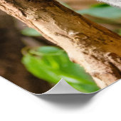 Koala beer poster (Hoek)