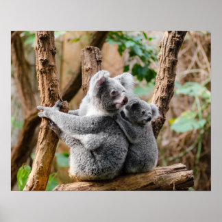 Koala beer poster