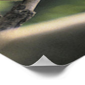 Koala Beer Poster (Hoek)