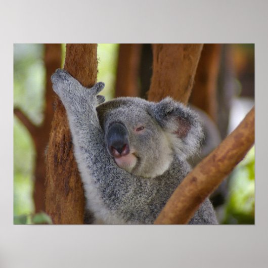 Koala Beer Poster (Voorkant)