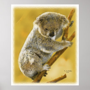Koala-Beer... Poster en afdrukken.