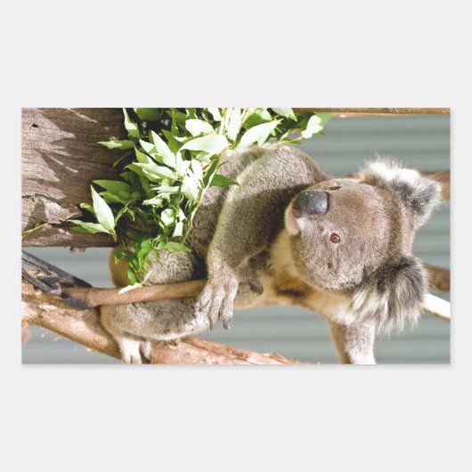 Koala Beer Rechthoekige Sticker (Voorkant)