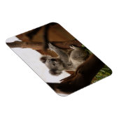 Koala Beer Sitting in Tree, Australië Magneet (Rechterzijde)