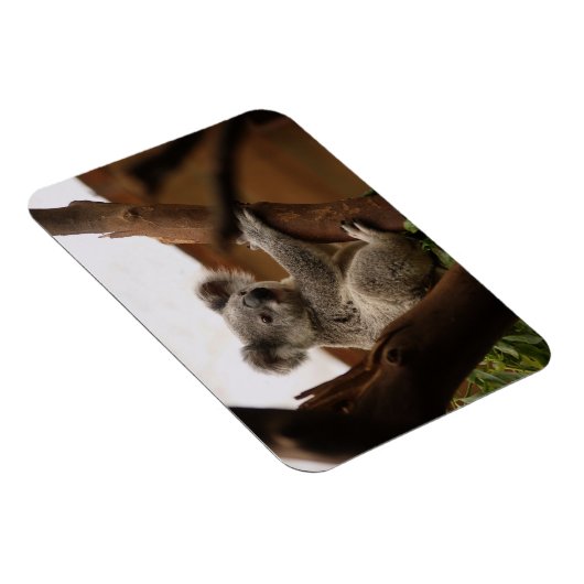 Koala Beer Sitting in Tree, Australië Magneet (Rechterzijde)