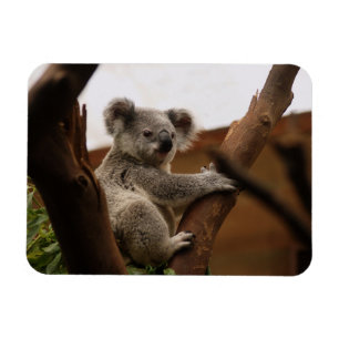 Koala Beer Sitting in Tree, Australië Magneet