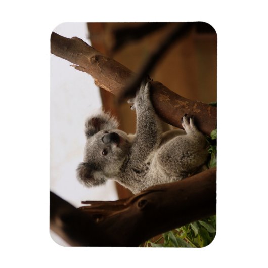 Koala Beer Sitting in Tree, Australië Magneet (Verticaal)