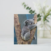 Koala Beer slaapt in een boom Briefkaart (Staand voorkant)