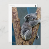 Koala Beer slaapt in een boom Briefkaart (Voorkant / Achterkant)