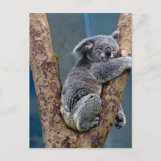 Koala Beer slaapt in een boom Briefkaart (Voorkant)