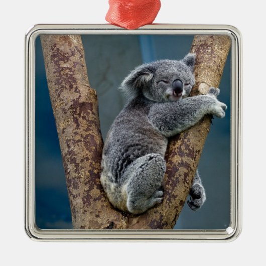 Koala Beer slaapt in een boom Metalen Ornament (Voorkant)