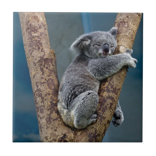 Koala Beer slaapt in een boom Tegeltje (Voorkant)