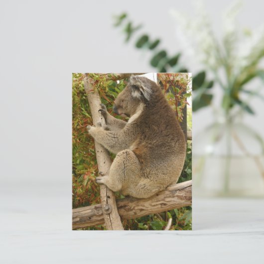 Koala beer slaapt op een boom briefkaart (Staand voorkant)