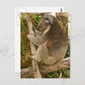 Koala beer slaapt op een boom briefkaart (Voorkant / Achterkant)