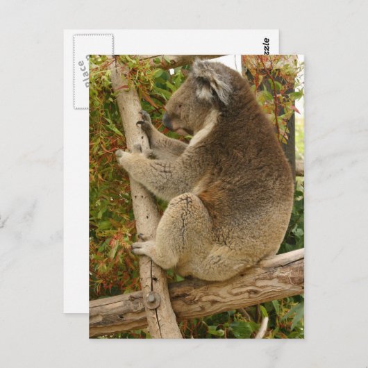 Koala beer slaapt op een boom briefkaart (Voorkant / Achterkant)