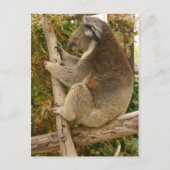 Koala beer slaapt op een boom briefkaart (Voorkant)