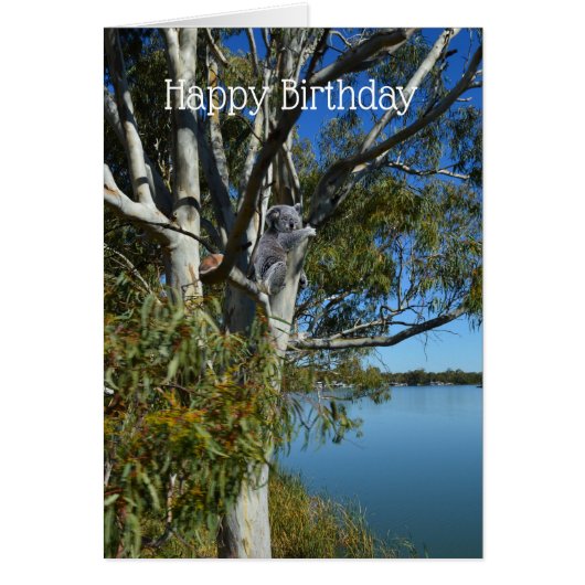 Koala Beer Slapend In Eucalyptusboom, Verjaardag (Voorkant)