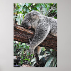 KOALA BEER SLAPING OP BOOM POSTER