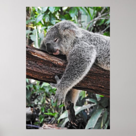 KOALA BEER SLAPING OP BOOM POSTER (Voorkant)
