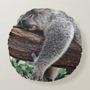 KOALA BEER SLAPING OP BOOM ROND KUSSEN