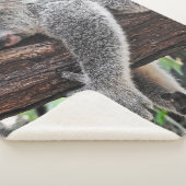 KOALA BEER SLAPING OP BOOM SHERPA DEKEN (3/4)