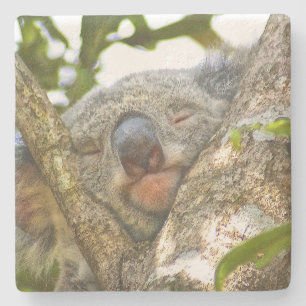 Koala Beer Stone Onderzetter