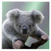 Koala Beer Tegeltje (Voorkant)