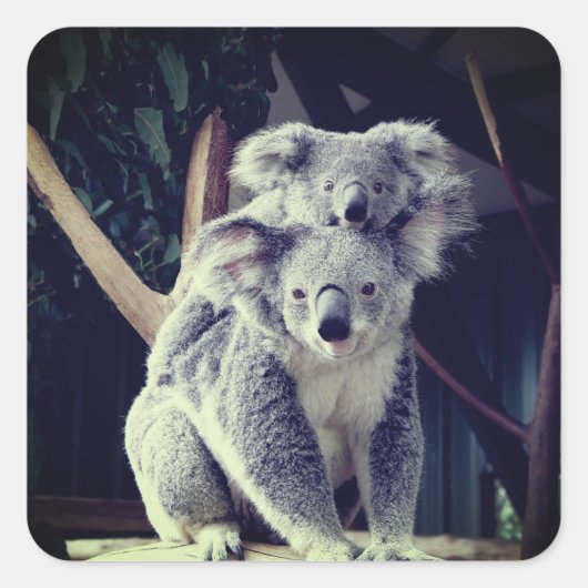 Koala Beer Vierkante Sticker (Voorkant)