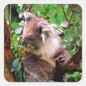 Koala Beer Vierkante Sticker (Voorkant)