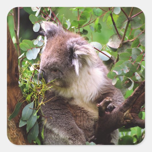 Koala Beer Vierkante Sticker (Voorkant)