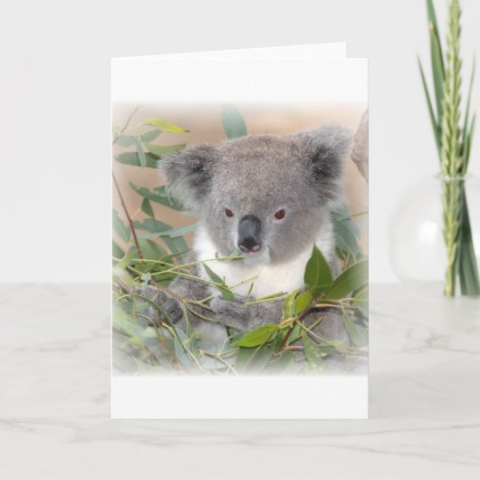 Koala Beer Wenskaart Kaart (Voorkant)