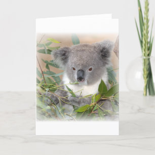 Koala Beer Wenskaart Kaart