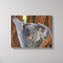 Koala Beer Wrapped Canvas Afdruk
