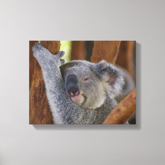 Koala Beer Wrapped Canvas Afdruk (Voorkant)