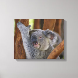 Koala Beer Wrapped Canvas Afdruk
