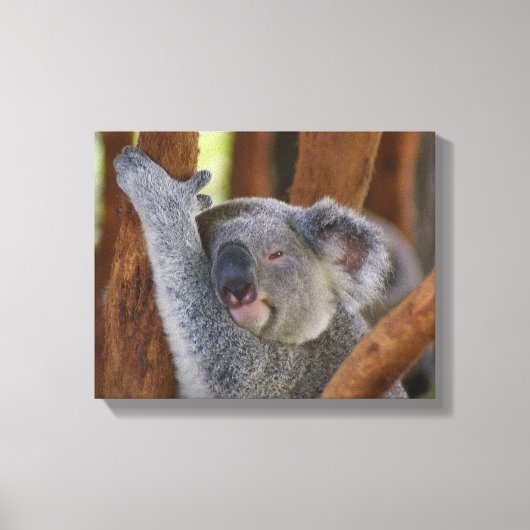 Koala Beer Wrapped Canvas Afdruk (Voorkant)