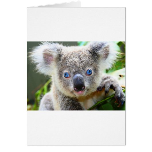 Koala Beren (Voorkant)